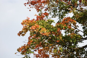 Herbstbaum