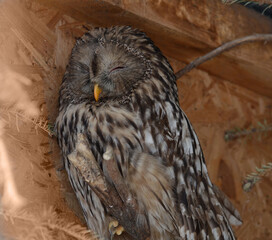 portrait of a long-eared owl, an unusual bird, very noble and majestic