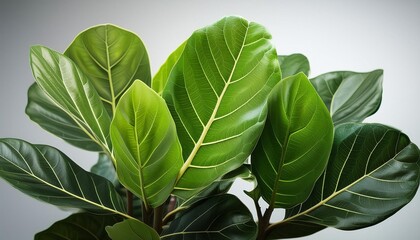Obraz premium Fiddle Leaf Fig - Large, glossy leaves.