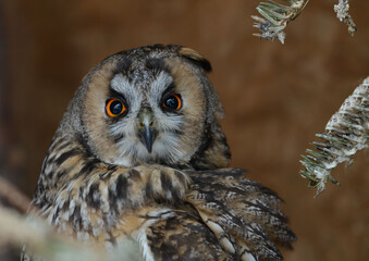 portrait of a long-eared owl, an unusual bird, very noble and majestic