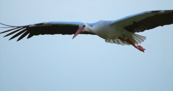 White stork flying, front close up, slow motion
