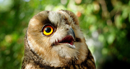 Close-up of an owl with wide, bright orange eyes, looking alert and curious.