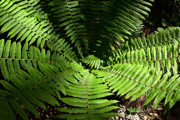 Mount. Haruna, Takasaki, Gunma, Japan