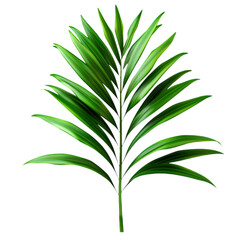 Fototapeta premium Vibrant green palm leaf illustration isolated on black background perfect for tropical designs websites and branding