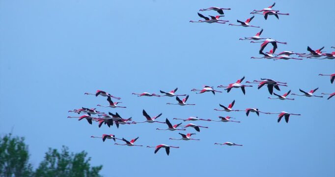 A flock of pink flamingos flying in the sky of Do&ntilde;ana National Park, slow motion
