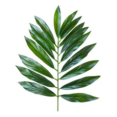 Fototapeta premium A vibrant green palm leaf isolated on a black background perfect for tropical designs and botanical illustrations.