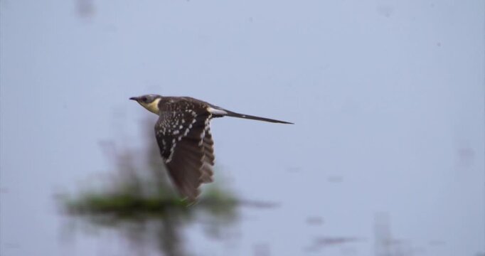 Great spotted cuckoo flying over lake in wonderful landscape of Do&ntilde;ana National Park, slow motion