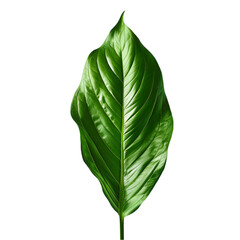 Obraz premium A single green leaf with prominent veins isolated on a black background. Perfect for botanical designs and natural themes.