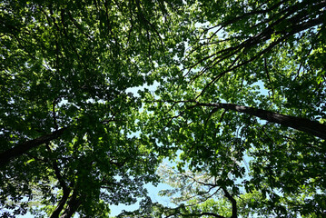 Fototapeta premium Mount. Haruna, Takasaki, Gunma, Japan