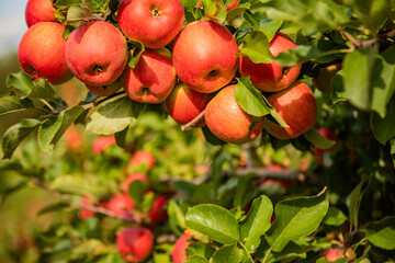 Ripe Red Apples on Tree Branch in Orchard - Fresh Organic Fruit Harvest Under Sunny Blue Sky