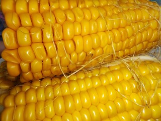 Close-up of cooked corn cobs