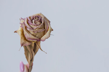 Dried rose on light background.