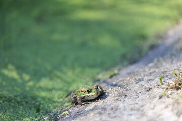Frosch