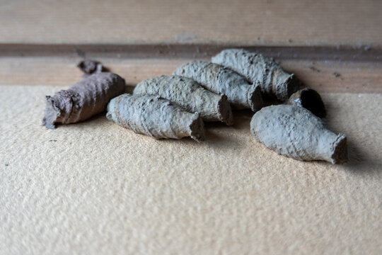 Kokons der Orientalischen M&ouml;rtelwespe bzw. Mauerwespe . Sceliphron curvatum . Asiatische Lehmtopfwespe . Cocoons of Asian mud-dauber wasp