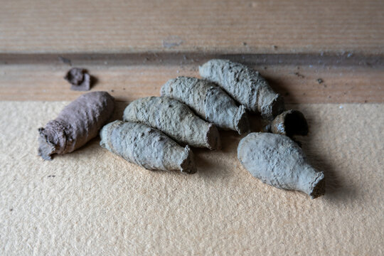Kokons der Orientalischen M&ouml;rtelwespe bzw. Mauerwespe . Sceliphron curvatum . Asiatische Lehmtopfwespe . Cocoons of Asian mud-dauber wasp
