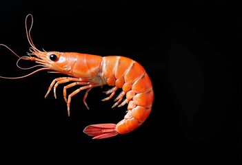 High-Quality Image of Fresh Shrimp: Side and Frontal Views, Red King Prawn Tail Cut in Half, Isolated on Black 