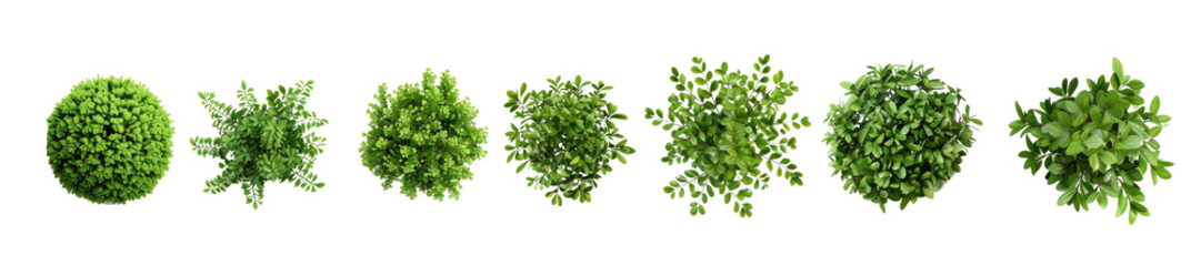 Obraz premium Top view of various decorative green bush or shrub plants isolated on transparent background.