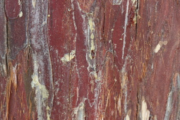 bark texture of african juniper (tetraclinis articulata)