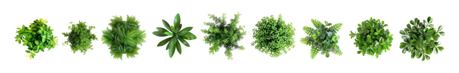 Top view of various decorative green bush or shrub plants isolated on transparent background.