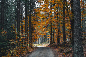 A stunning collection showcasing the natural beauty of Šumava. Explore its dense forests, serene lakes, rolling hills, and diverse wildlife, capturing the essence of this picturesque national park © Kamil