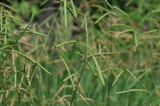 close up of wild paspalum sp plant