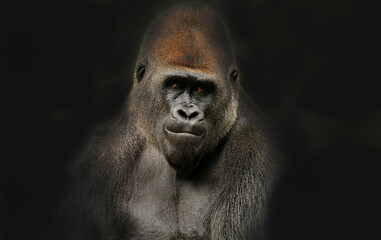 Obraz premium A gorilla with a serious expression on a dark background