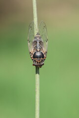 cicada insect perching on twig	