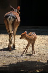 キュウシュウジカの赤ちゃん