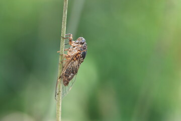cicada insect perching on twig