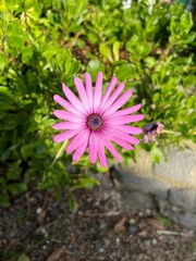 Pink Flower during spring blossom