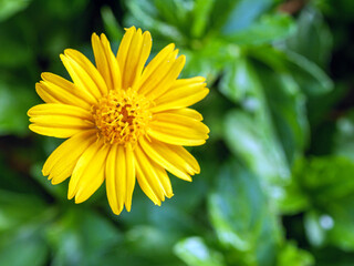 blooming pretty yellow creeping daisy flower, close-up of pollen yellow creeping daisy flower,  yellow creeping daisy flowers growing in rainy season