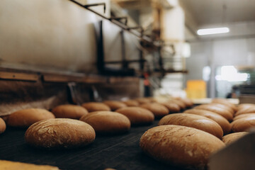 Fresh hot baked bread loafs on the production line