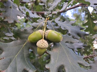 acorns and oak leaves