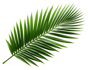 Obraz premium PNG Plant green leaf tree.