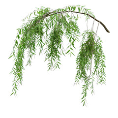 A beautiful willow branch adorned with delicate green leaves, perfect for nature-themed designs and botanical illustrations.