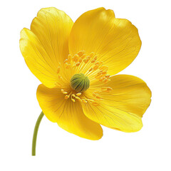 A delicate buttercup, yellow flower with delicate petals and vibrant details, perfect for nature-themed designs and compositions.