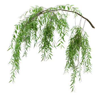 A beautiful willow branch adorned with delicate green leaves, perfect for nature-themed designs and botanical illustrations.
