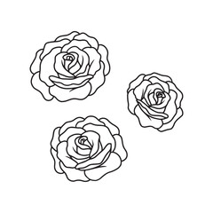 3 separate line art roses.eps