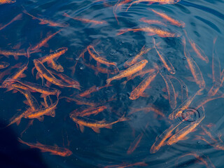 Shoal  of goldfish in a pond