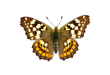 Fototapeta premium Speckled Wood Butterfly, Pararge aegeria, Isolated