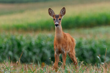 A cute little fawn curiously approaching in the meadow, with cornfields in the background.