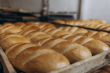 A lot of bread prepare to move on in the shelf. Bread bakery food factory production with fresh products. Automated production of bakery products.