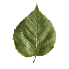 Fototapeta premium Close-up of a hickory leaf, showcasing its natural texture and veins, perfect for nature-themed projects.