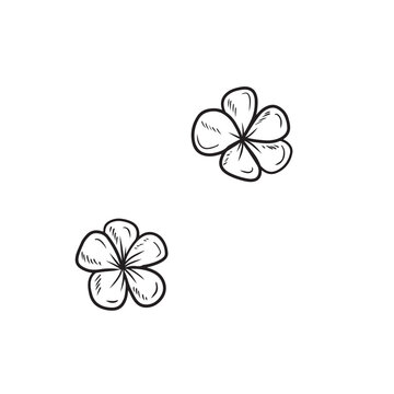 Beautiful tiare frangipani white flowers from Hawaii with creamy scent in black on white background. Hand drawn vector sketch illustration in doodle engraved vintage line art style. PErfume, tropical
