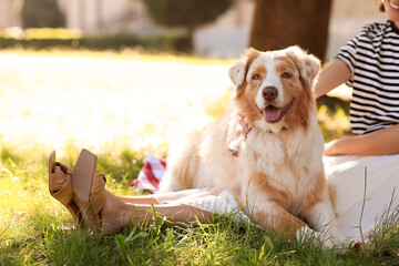 Cute Australian Shepherd dog with owner sitting in park