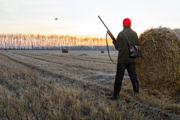  man hunter with gun standing on field and looking on flying  pheasant. autumn hunting season.