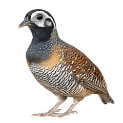 California Quail Standing On White Background In Natural Posture