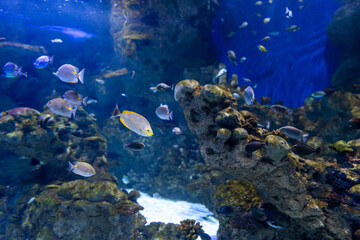 Dive into a World of Aquatic Beauty: Aquarium Life