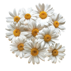 Fototapeta premium A vibrant arrangement of white daisies showcasing bright yellow centers, perfect for floral designs and nature-themed projects.