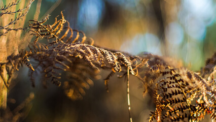 Forêt des Landes de Gascogne, en automne